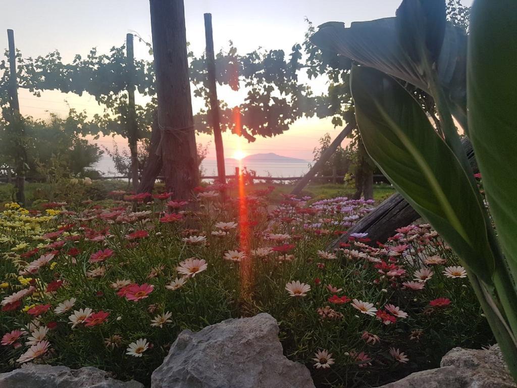 Agriturismo Del Sole Anacapri (Isola di Capri) Exterior foto